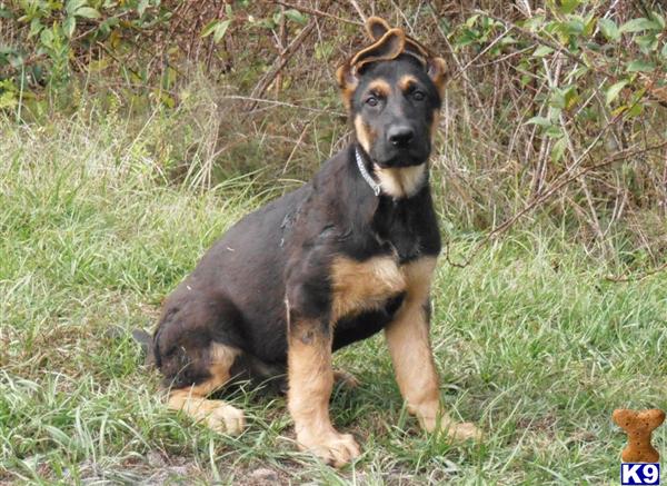 German Shepherd